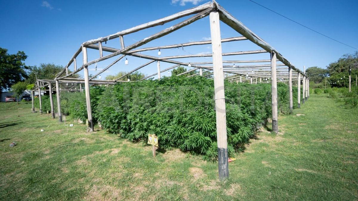 Por dentro. Así era el vivero que fue montado a metros de la ruta provincial 1.&nbsp;