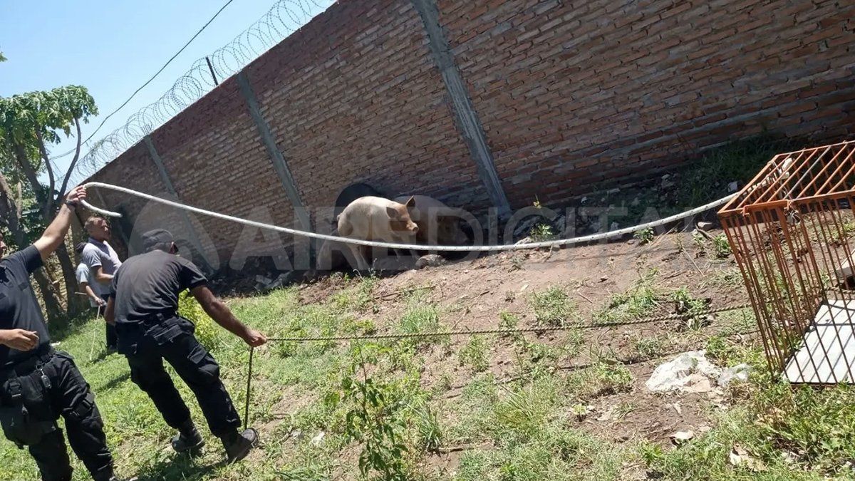 Los chanchos fueron rescatados y llevados a un campo para un cuidado responsable.