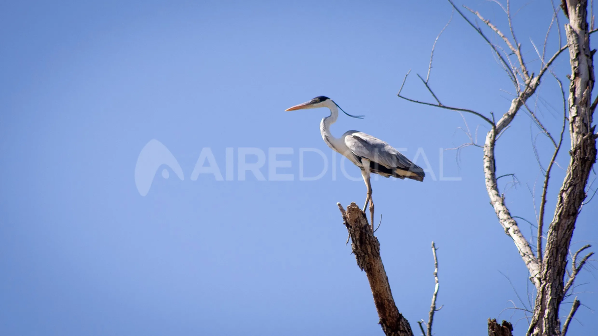 La fauna y la flora local es uno de los atractivos principales del Parque Nacional, ya que sorprende a todos aquellos que recorren sus senderos y pasean por el Río Paraná.