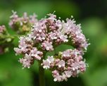 estres: 6 plantas medicinales que ayudan a aliviarlo
