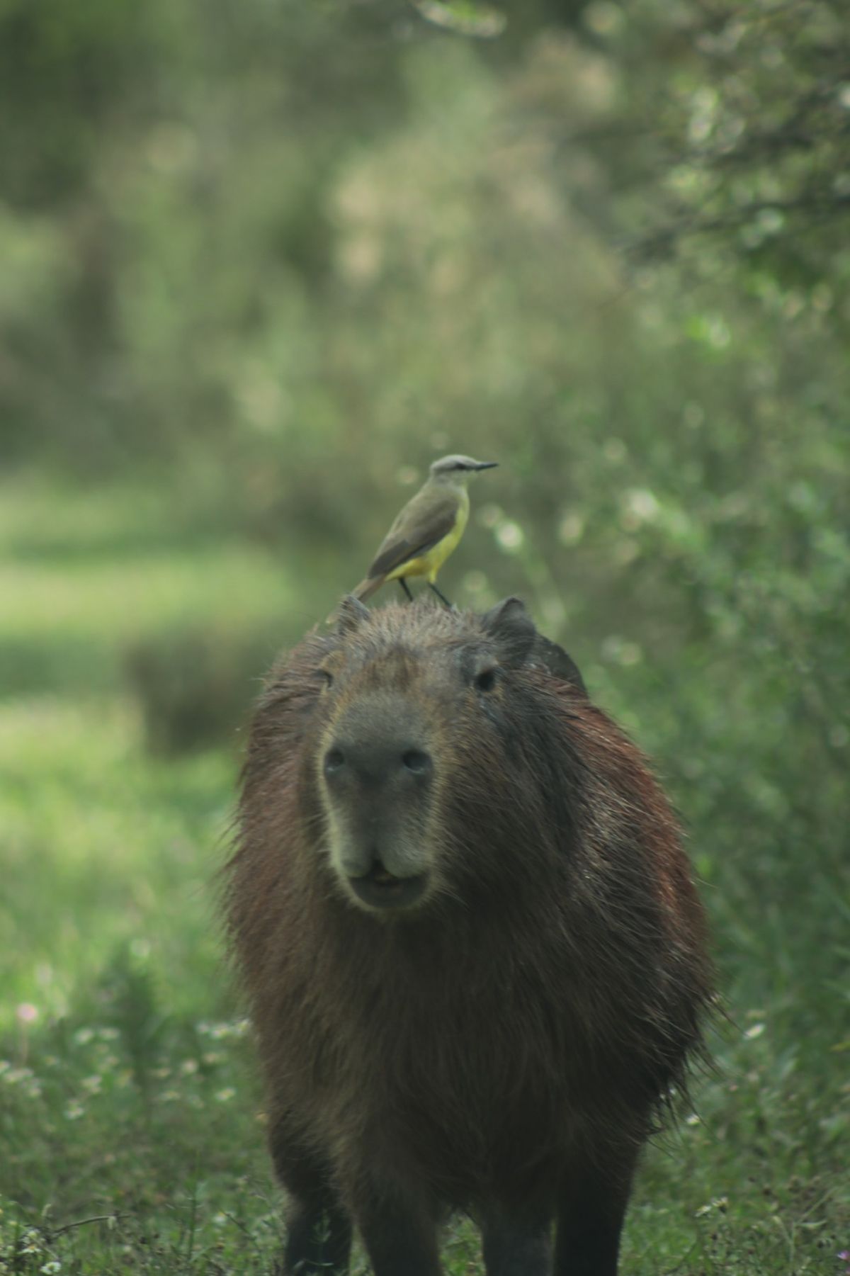 Dentro del parque se pueden realizar miles de actividades, ideales para disfrutar en familia. Dentro del parque se pueden realizar miles de actividades, ideales para disfrutar en familia.