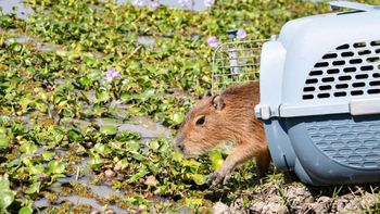 Santa Fe ya liberó más de 350 animales silvestres en 2025 y fortalece su política ambiental.