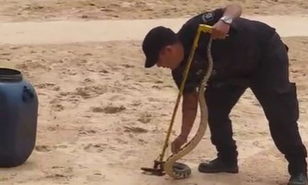 Una serpiente de comportamiento agresivo fue hallada en la costanera santafesina. Una serpiente de comportamiento agresivo fue hallada en la costanera santafesina.