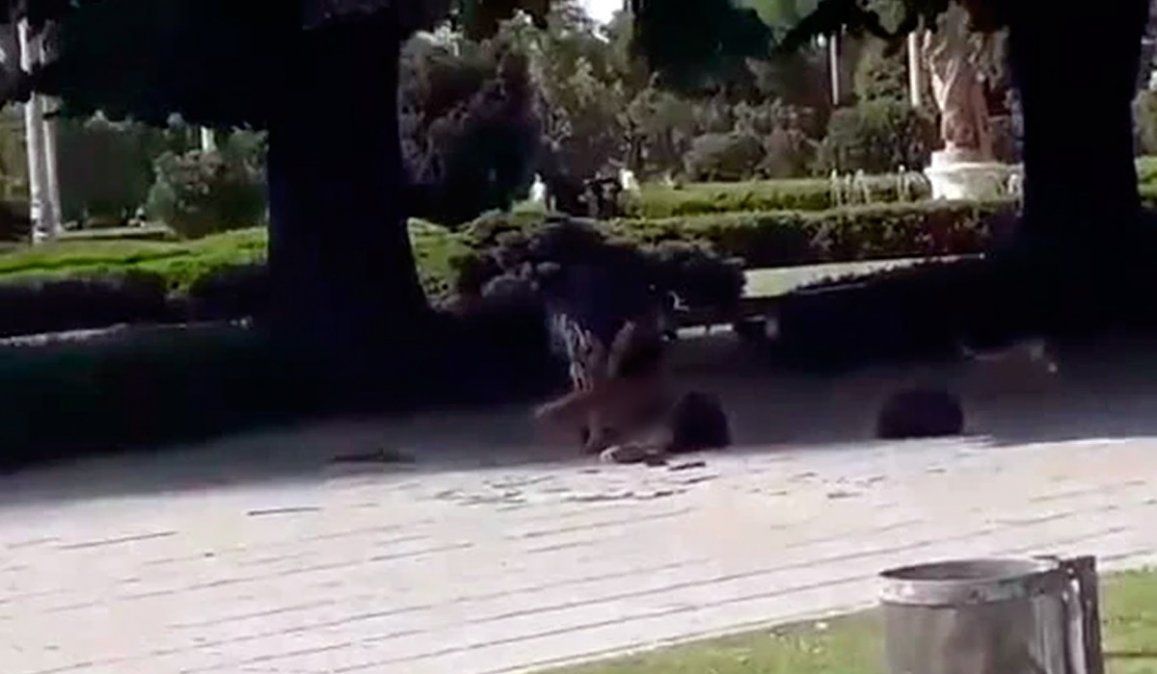 Imágenes sensibles: Un hombre a apuñaló a otro ante la vista de todos en La Plata