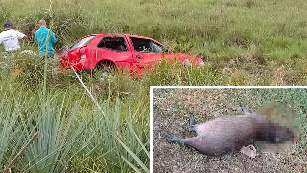 Corrientes: chocó contra un carpincho en la ruta