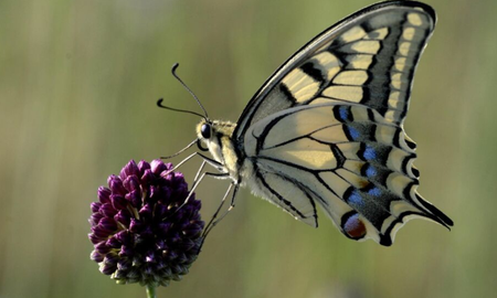 El misterio de las mariposas: La visita de estos insectos puede traer mensajes de renacimiento o advertencias de cambio El misterio de las mariposas: La visita de estos insectos puede traer mensajes de renacimiento o advertencias de cambio