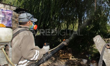 La fumigación no es suficiente para erradicar al mosquito. La aplicación de insecticidas es una medida destinada a eliminar a los mosquitos adultos pero no a los huevos y a las larvas. La fumigación no es suficiente para erradicar al mosquito. La aplicación de insecticidas es una medida destinada a eliminar a los mosquitos adultos pero no a los huevos y a las larvas.