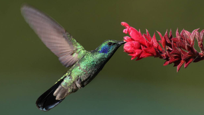Plantas que atraen colibríes: cómo llenar tu jardín de color y vida esta primavera