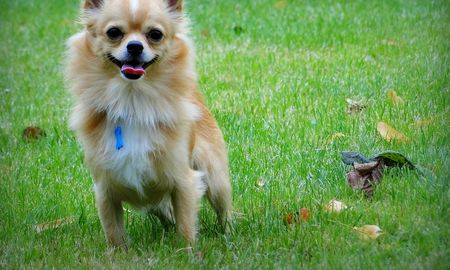 insolito: a cambio de sexo, un hombre ofrecio a su perrita en una aplicacion de citas gay insolito: a cambio de sexo, un hombre ofrecio a su perrita en una aplicacion de citas gay