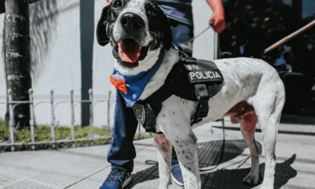 Tras cuatro años de servicio se jubila Falopa, el perro de la policía de Jujuy Tras cuatro años de servicio se jubila Falopa, el perro de la policía de Jujuy