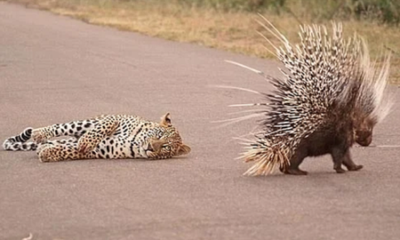 Video viral: un puercoespín luchó por su vida contra un leopardo durante más de una hora. Video viral: un puercoespín luchó por su vida contra un leopardo durante más de una hora.