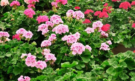 Los geranios necesitan un cuidado puntual para mantener la floración activa durante el verano. Los geranios necesitan un cuidado puntual para mantener la floración activa durante el verano.