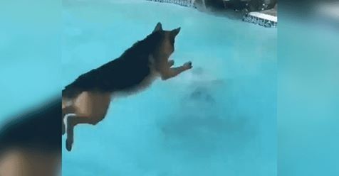 Un perro pensó que su dueña se estaba ahogando y saltó para salvarla