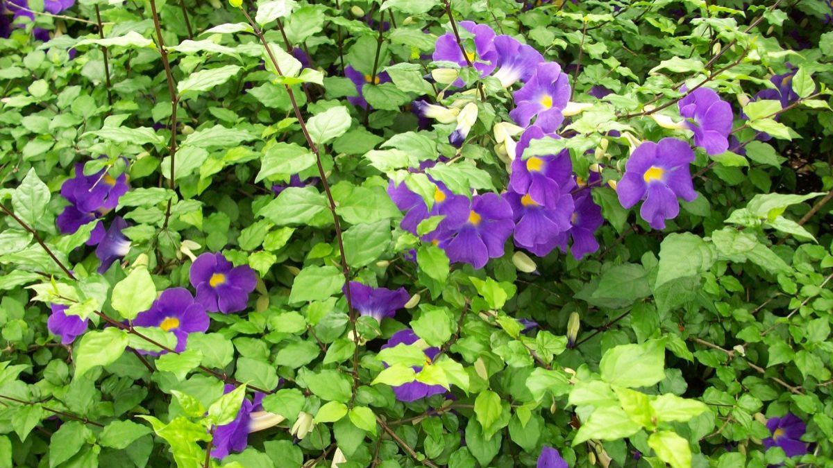 Flores raras y resistentes que mantienen el color del jardín bajo sol fuerte.