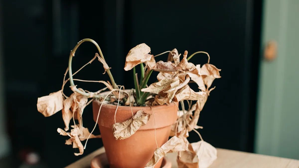 La técnica que revive plantas podridas por riego excesivo.