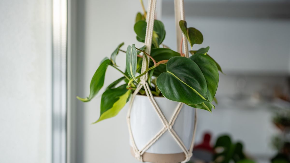El filodendro corazón es ideal para decorar estantes, repisas y macetas suspendidas. El filodendro corazón es ideal para decorar estantes, repisas y macetas suspendidas.