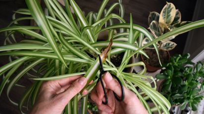 Por qué se secan las puntas de las hojas y cómo recuperar tus plantas fácilmente