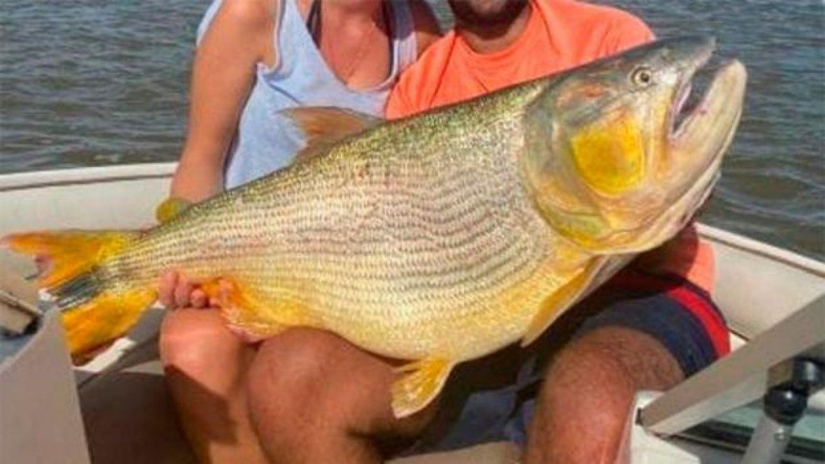 Video: Pescaron un dorado gigante en el río Paraná