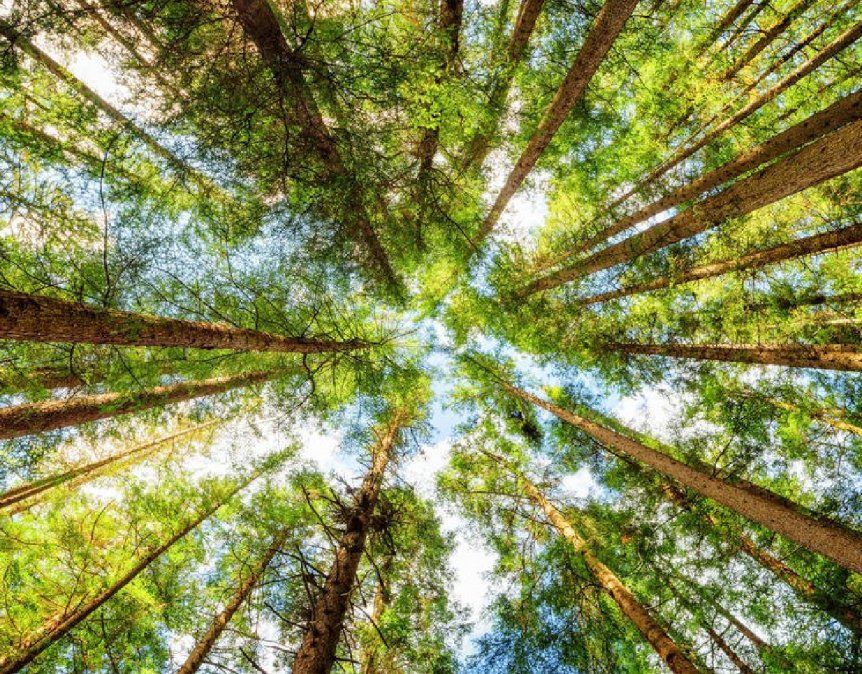 La verdadera importancia de los bosques para la vida en la Tierra