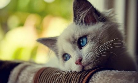 le regalo su gato a un hombre y luego lo denuncio por un insolito motivo le regalo su gato a un hombre y luego lo denuncio por un insolito motivo