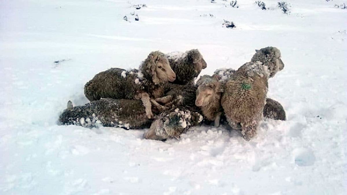 Las explotaciones ganaderas ovinas y bovinas fueron afectadas por nevadas extraordinarias en el sur del país.