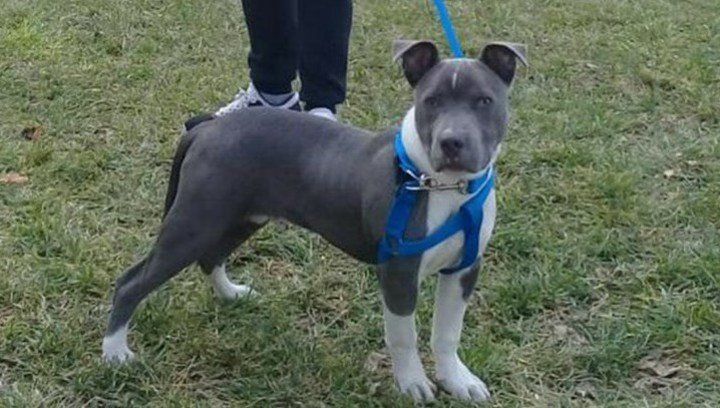 Le roban el perro, un vecino lo compra y se lo devuelve