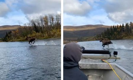 Viral: un alce corrió sobre las aguas de un río en Estados Unidos. Viral: un alce corrió sobre las aguas de un río en Estados Unidos.