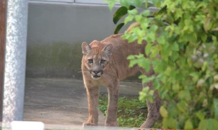 Capturaron este miércoles al mediodía a un puma que había irrumpido en varios barrios residenciales de la ciudad de Esperanza﻿.