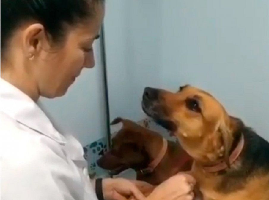 Video viral: la tierna mirada de un perro mientras lo curaba la veterinaria