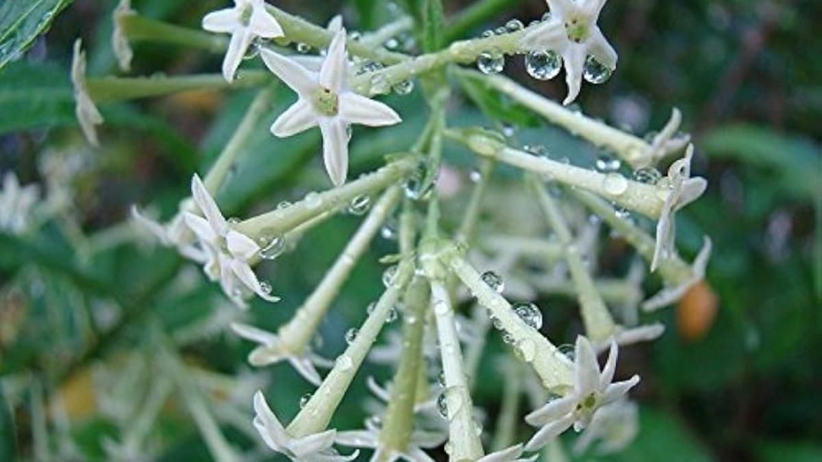 Estas flores, pequeñas y blancas, son muy perfumadas y fáciles de cuidar. Estas flores, pequeñas y blancas, son muy perfumadas y fáciles de cuidar.