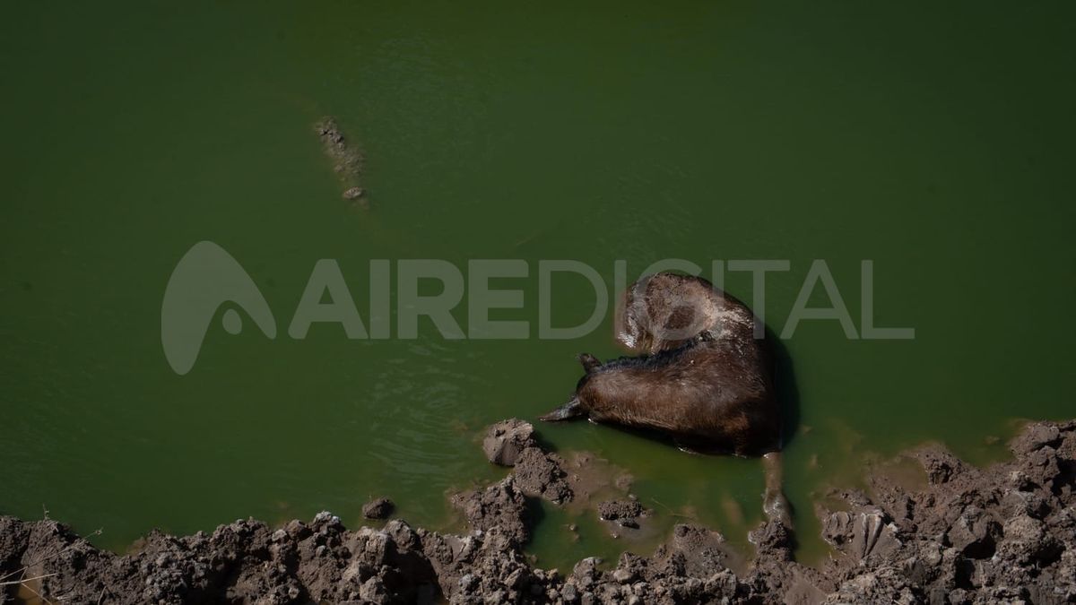 Un potrillo que cayó al lecho del Salado, en donde aún queda un hilo de agua, es custodiado por un yacaré