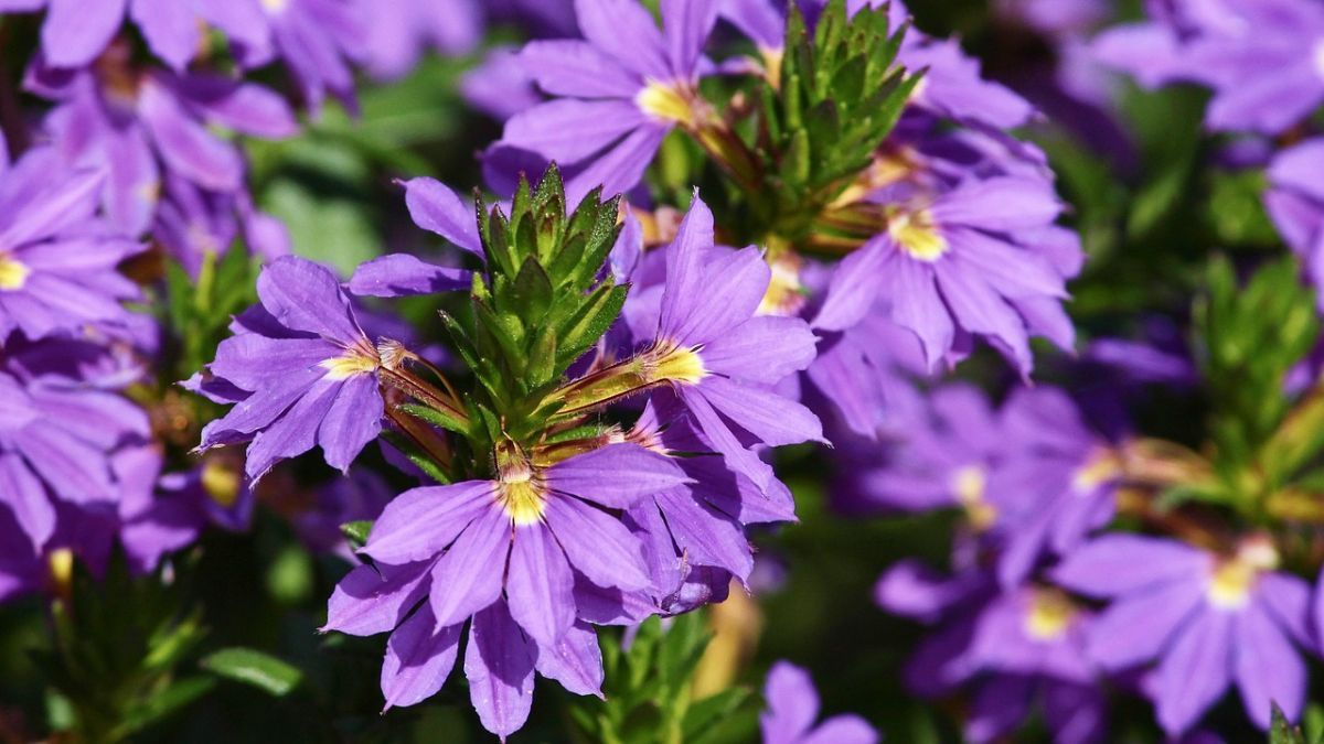 Sus pétalos violetas caen en forma de cascada y resisten al sol directo. Sus pétalos violetas caen en forma de cascada y resisten al sol directo.