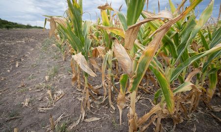 El campo atraviesa una situación crítica. El campo atraviesa una situación crítica.