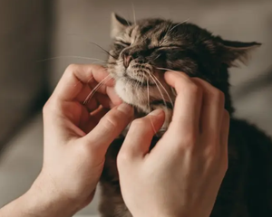 Científicos de la Universidad de Viena demostraron que un oscilador neural en el cerebro del felino activa los músculos de la laringe para emitir este sonido continuo. &nbsp;