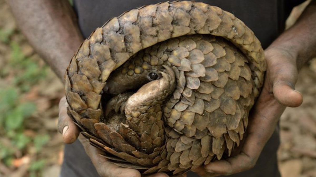 la transmisión Enfermedades infecciosas zoonóticas: virus