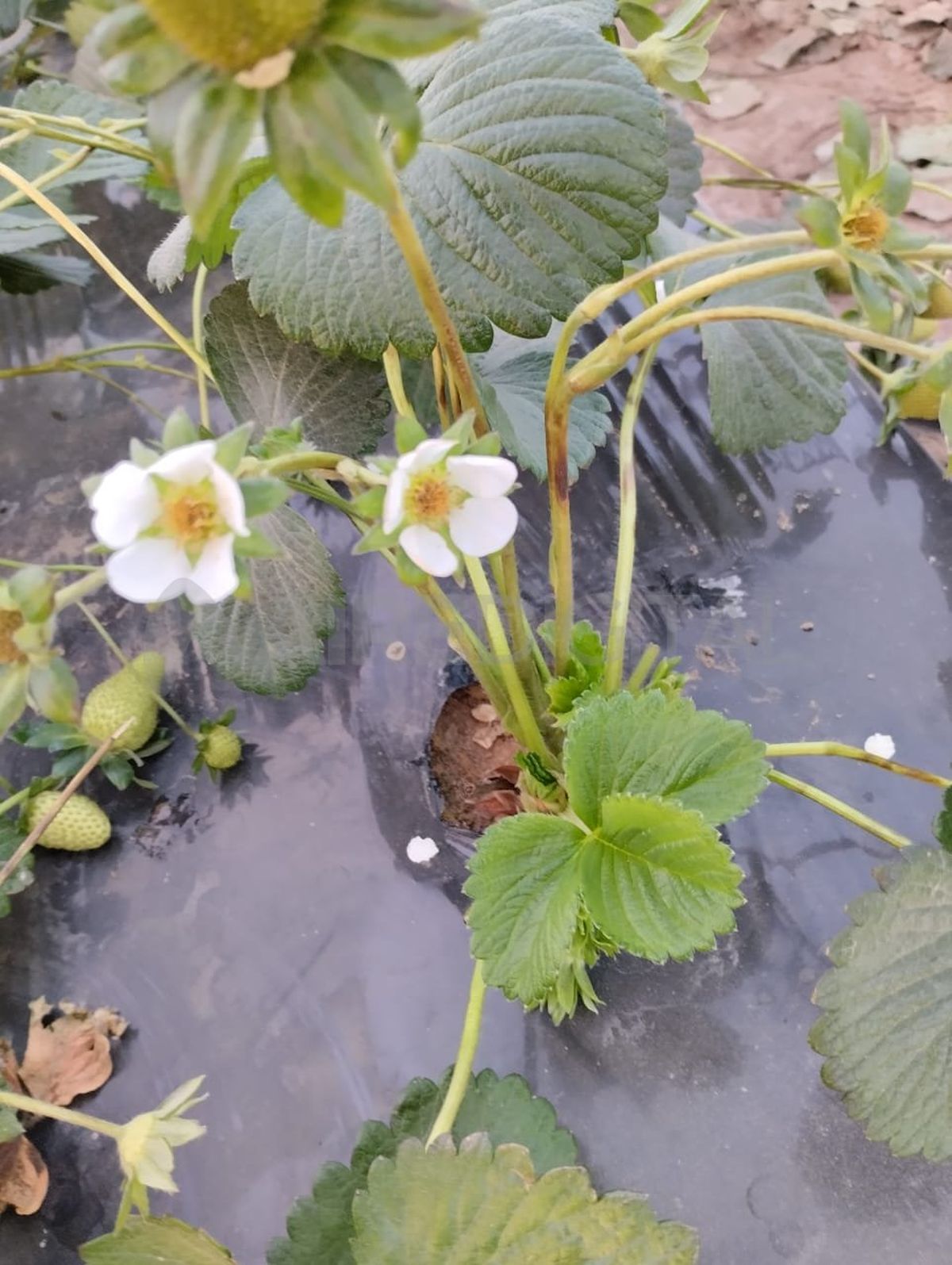 La devastación provocada por las heladas se hace visible en los campos de frutillas. Los efectos son claros: las flores, una vez afectadas, pasan de un tono marrón a negro, perdiéndose así la posibilidad de obtener las jugosas frutas que tanto anhelaban los agricultores.
