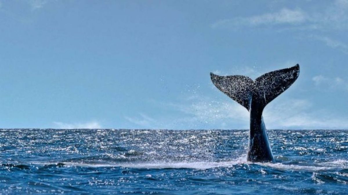 Ya son 30 las ballenas muertas en Chubut: hallaron otros 12 ejemplares.