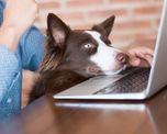 tener perros o gatos en el trabajo reduce el estres y aumenta la productividad