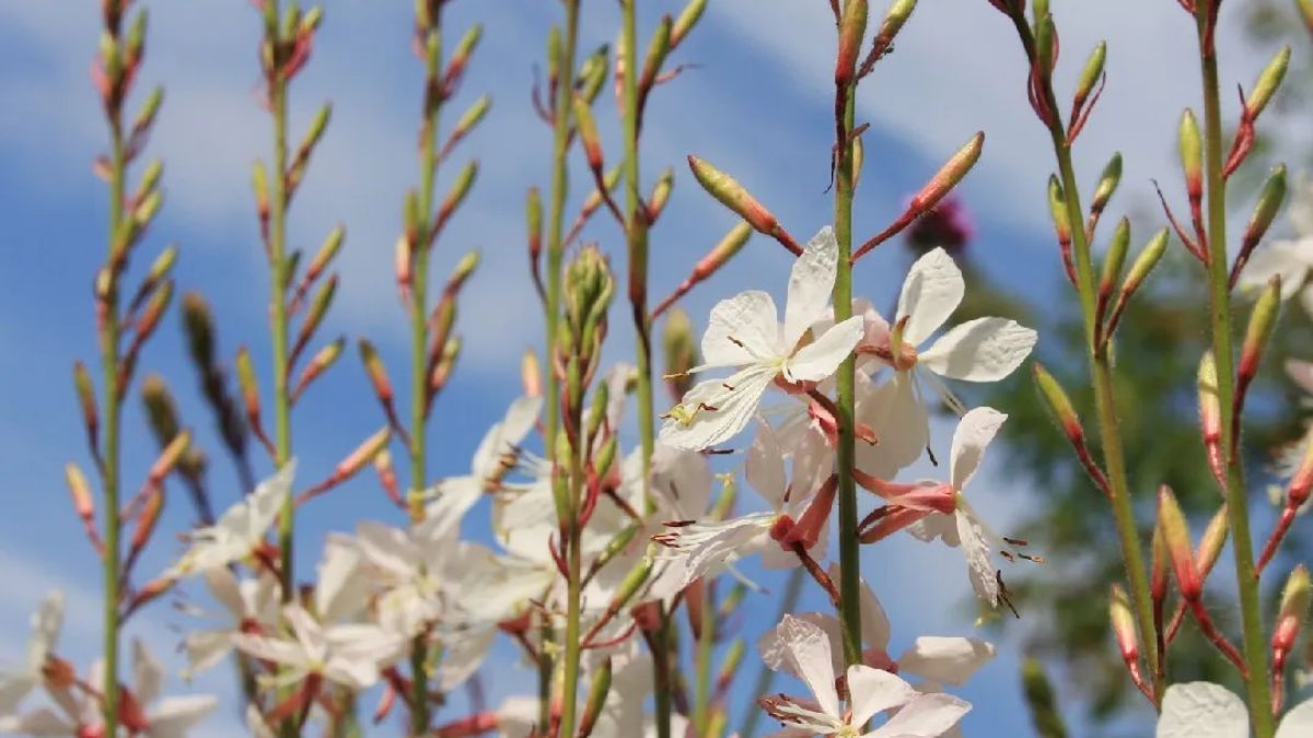Flores de verano que soportan el calor y mantienen su color durante toda la temporada.