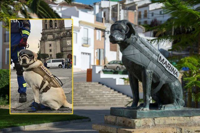 Las fotos de los perros heroes del terremoto en méxico que fueron sensación en redes
