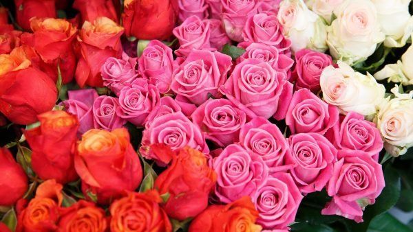 Rosas: el significado de cada color