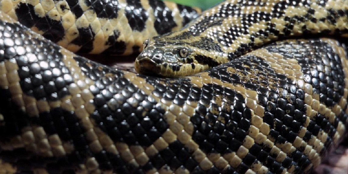 Video: así atacó una anaconda a un perro que acompañaba a tres ciclistas