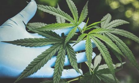 La Convención del 25 recibió dos iniciativas que proponen incorporar el cannabis como política pública en la futura Constitución provincial. La Convención del 25 recibió dos iniciativas que proponen incorporar el cannabis como política pública en la futura Constitución provincial.