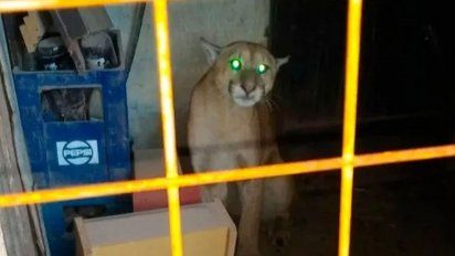 Casilda: se topó con un puma cuando iba a llevar a sus hijos a la escuela