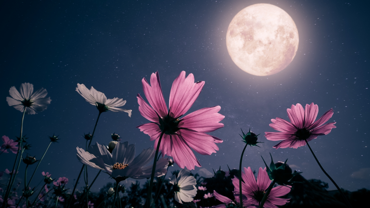 Agosto trae una de las lunas llenas más intensas del año. Agosto trae una de las lunas llenas más intensas del año.