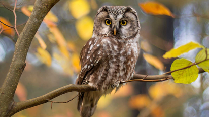 Qué significa que escuchar el canto de una lechuza