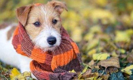 abrigar a los perros: sirve o no abrigar a los perros: sirve o no