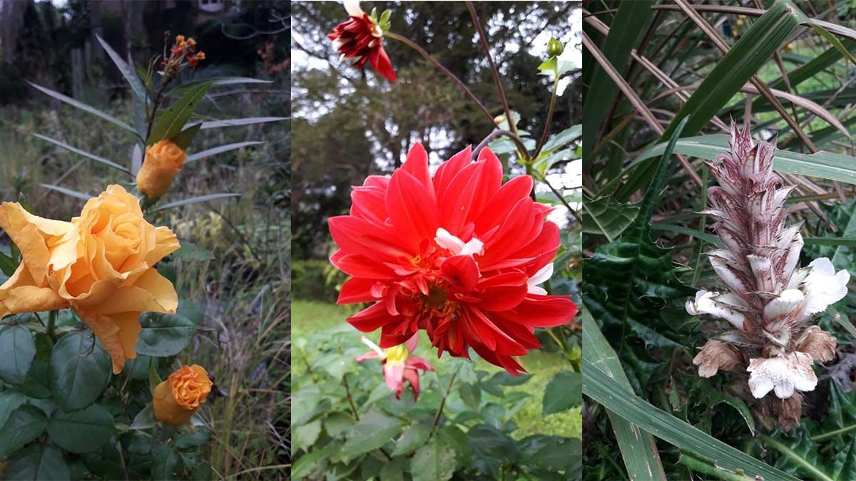 rosa - dalia - cardo