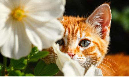 Las tres plantas que mejor se adaptan a casas con gatos y poca luz natural. Las tres plantas que mejor se adaptan a casas con gatos y poca luz natural.