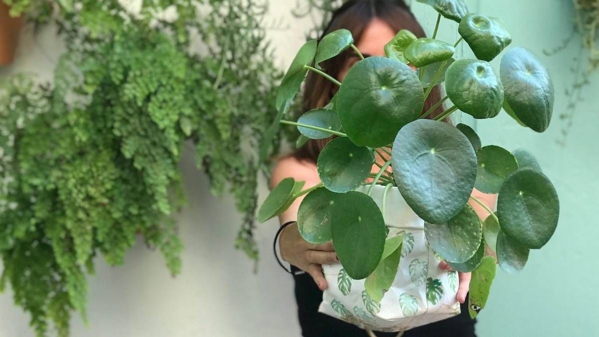 Seg&uacute;n la tradici&oacute;n del Feng Shui, regalar los brotes o 'hijos' de esta planta ayuda a que la energ&iacute;a de la abundancia circule y se multiplique en el hogar.
